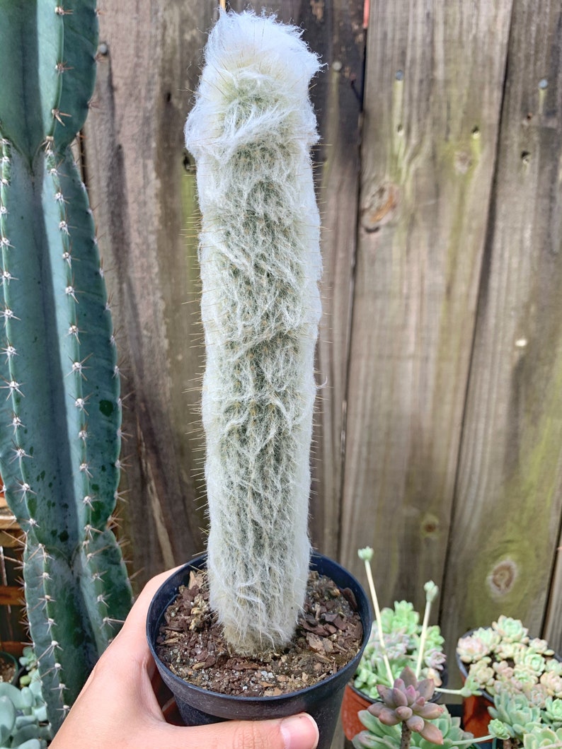 Old Man Cactus Cephalocereus Senilis image 1