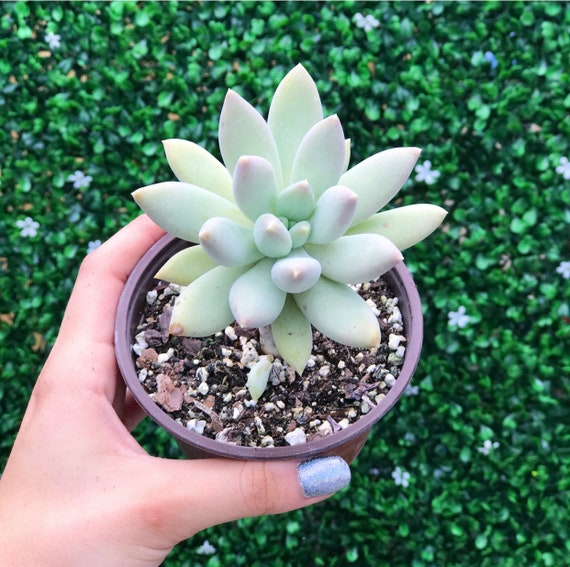 Pachyphytum Baby Fingers | Succulent Plant