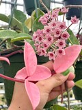 Hoya Krimson Queen | Tricolor Variegated Hoya Carnosa