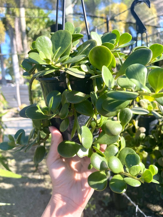 Trailing Jade | Senecio Jacobsenii | Succulent Plant - Etsy 日本