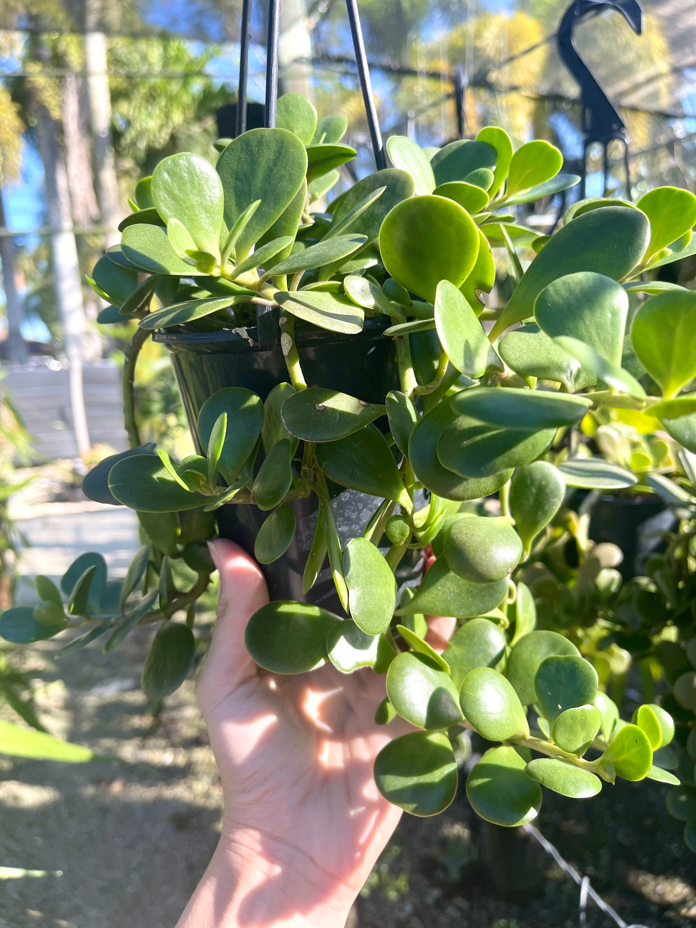 Trailing Jade | Senecio Jacobsenii | Succulent Plant - Etsy Canada
