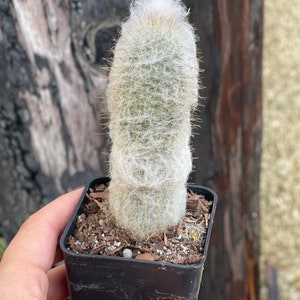 Old Man Cactus Cephalocereus Senilis image 4