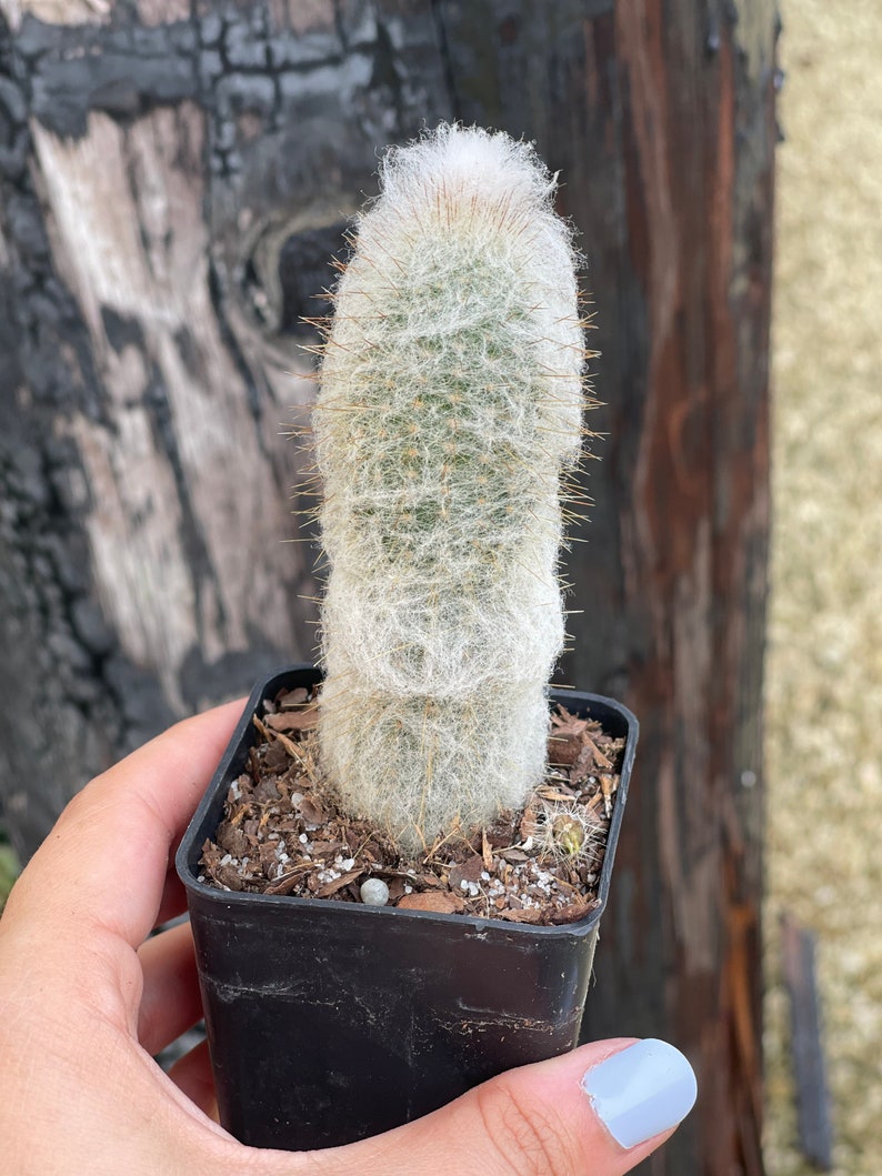 Old Man Cactus Cephalocereus Senilis image 4