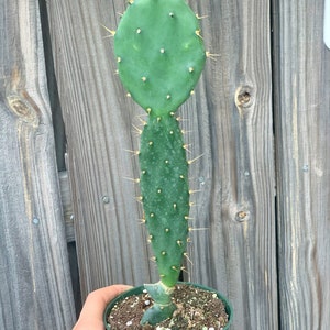 Prickly Pear Cactus