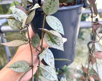 Hoya ‘Silver Splash’ | Hoya Krohniana ‘Eskimo’ | Rare Hoya Plant