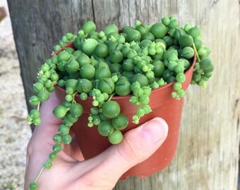 String of Pearls l Senecio Rowleyanus | Hanging Succulent