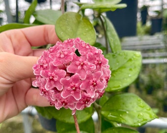 Hoya Fungii | Rare Hoya Plant | Pink Blooms