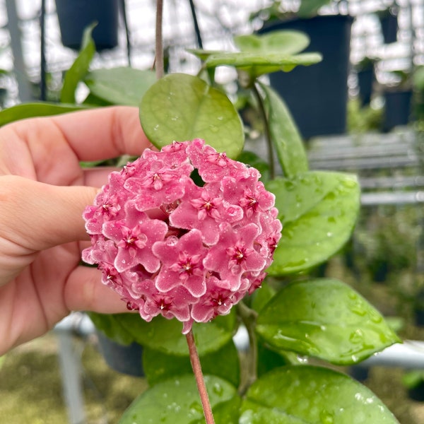 Hoya Fungii | Rare Hoya Plant | Pink Blooms