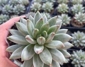 Pachyveria Glauca ‘Little Jewel’ | Rare Succulent