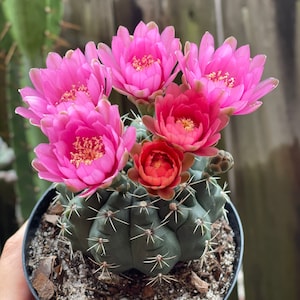 Gymnocalycium Baldianum | Gymnocalycium Ragonesei | Dwarf Chin Cactus