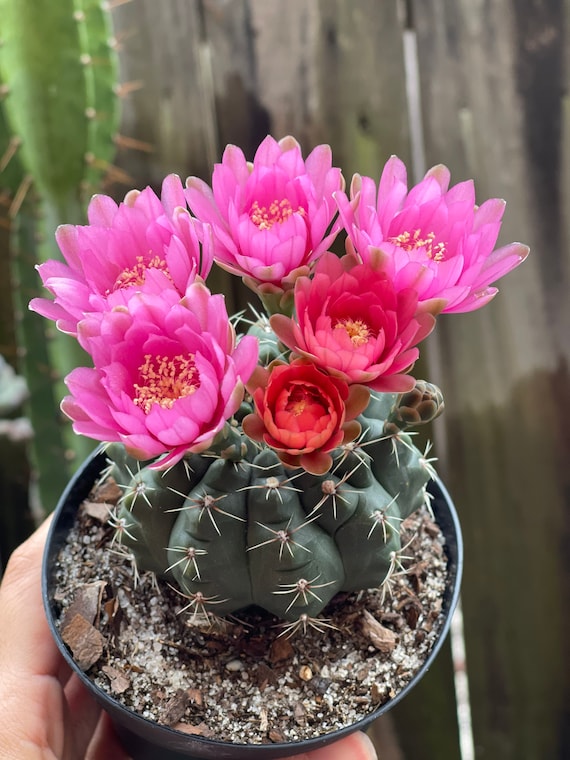Gymnocalycium Baldianum | Gymnocalycium Ragonesei | Dwarf Chin
