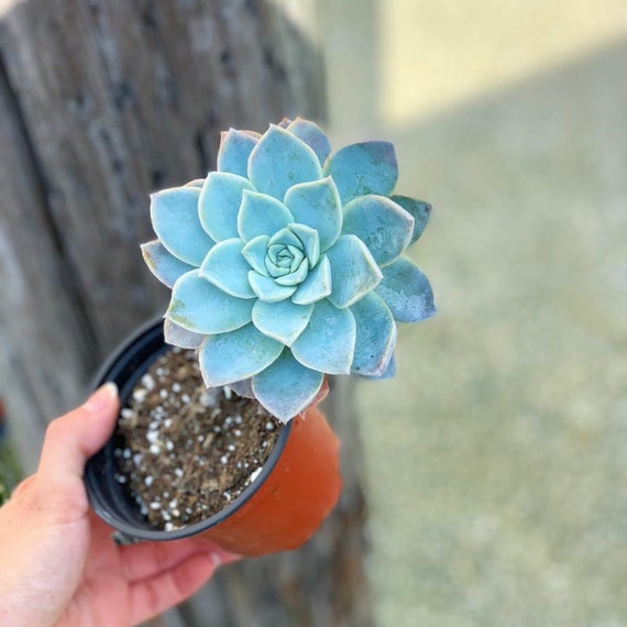 Graptoveria Harry Watson | Rare - Etsy