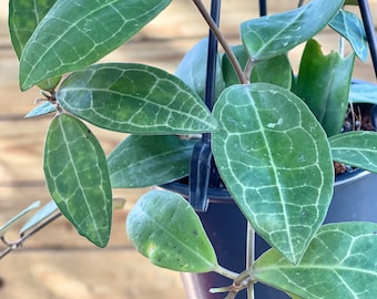 Hoya Elliptica ‘Black Petiole’ | Rare Hoya Plant