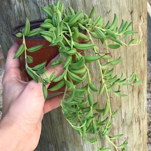 String of Bananas l Succulent