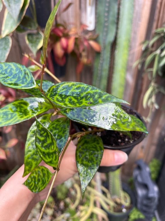 Black Pagoda Lipstick Plant | Aeschynanthus Longicaulis | Zebra