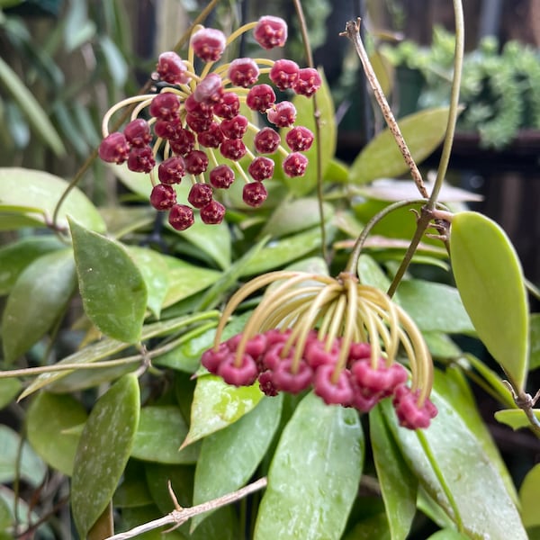 Hoya Memoria | Hoya Gracilis