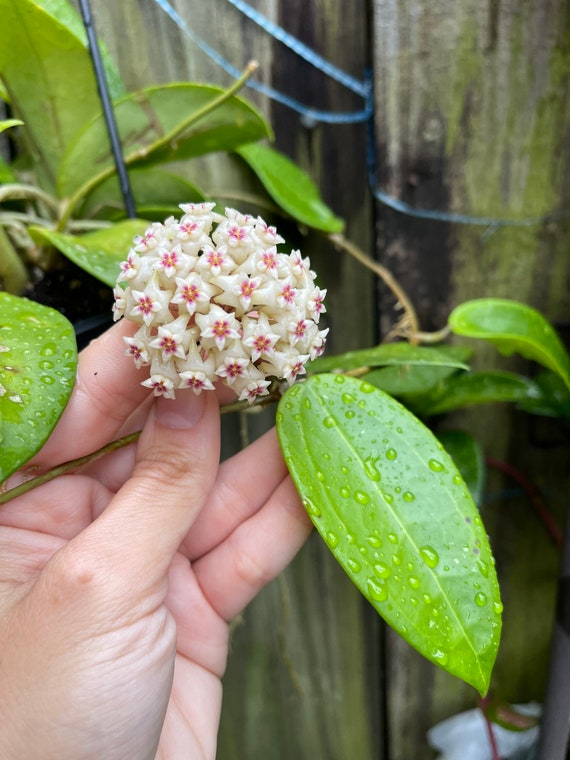 Hoya Parasitica | RARE | Verticillata - Etsy Hong Kong