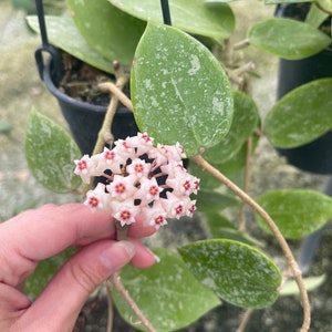 Hoya Verticillata EPC-997 Stable Pink Spot Splash | Rare Hoya Plant