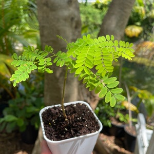 Royal Poinciana Tree | Flamboyant Tree | Seedling | Sapling