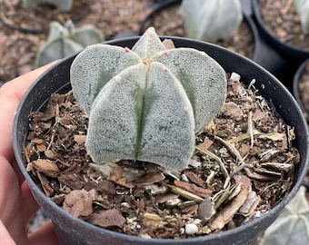 Astrophytum Myriostigma | Bishop’s Cap Cactus