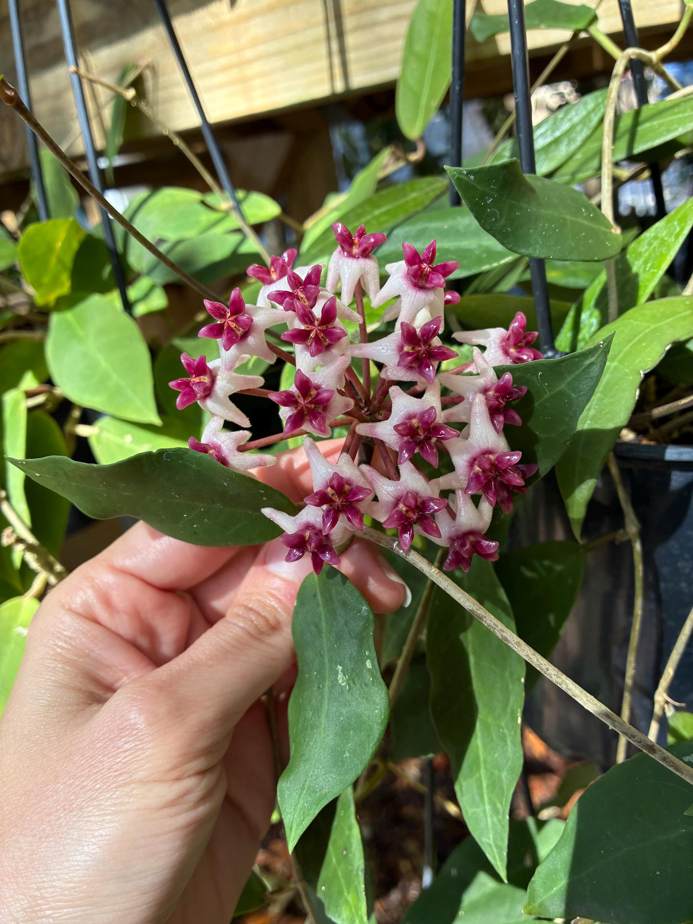 Hoya Patricia | Rare Hybrid Hoya Plant - Etsy