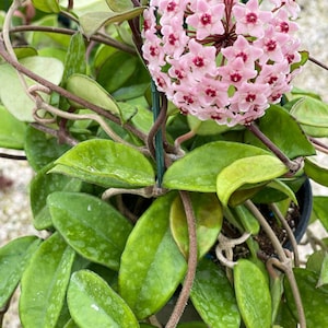 Hoya Carnosa Jade Hoya Carnosa Green Trailing Vining Porcelain Wax Plant image 1