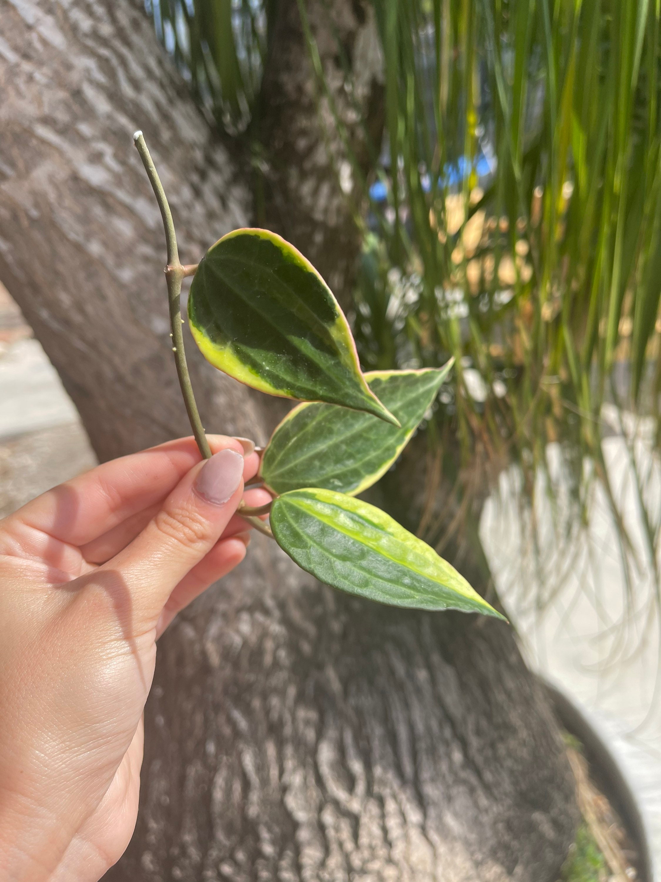 Hoya Latifolia Albomarginata | Hoya Macrophylla Albomarginata