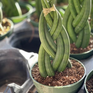 Sansevieria Cylindrica Succulent image 2