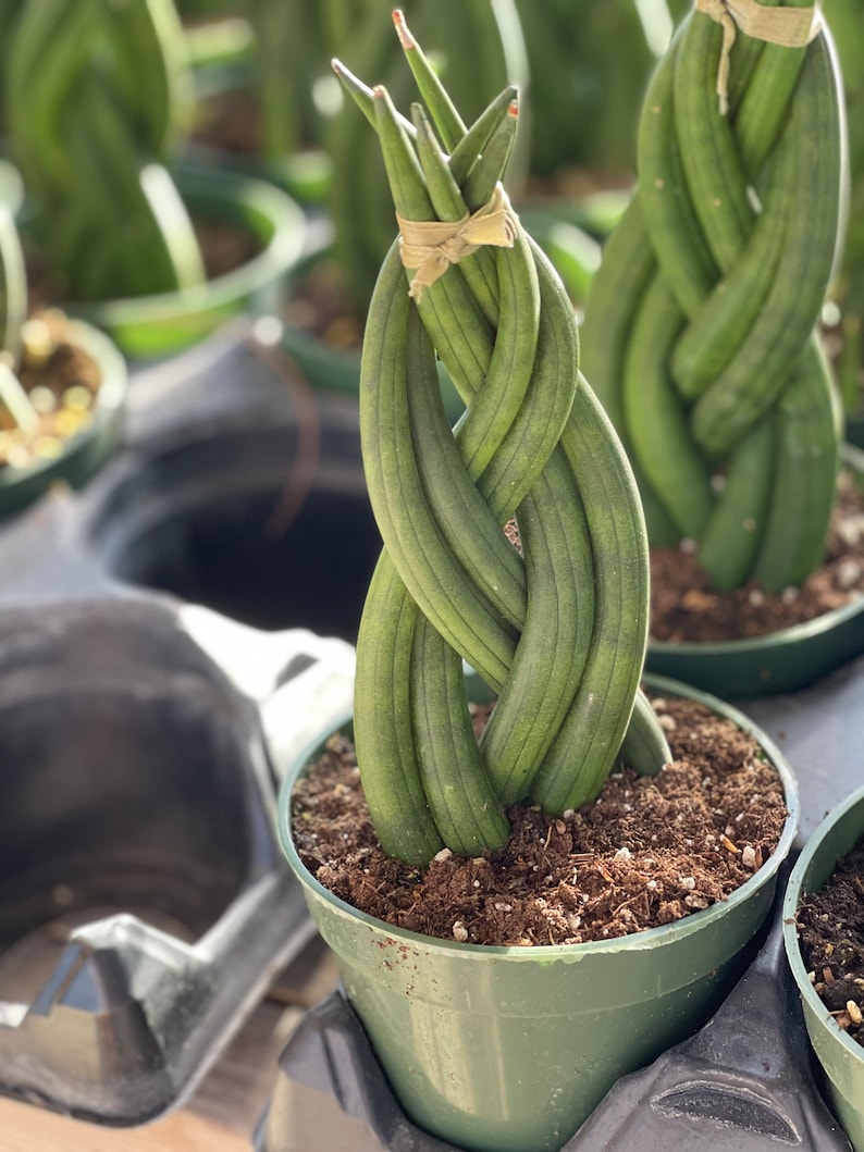 Sansevieria Cylindrica Succulent image 2