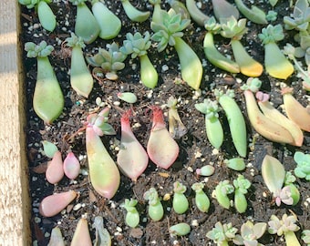 Succulent Leaf Starters | Propagation