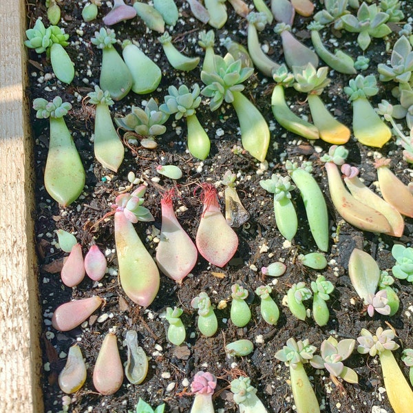 Succulent Leaf Starters | Propagation