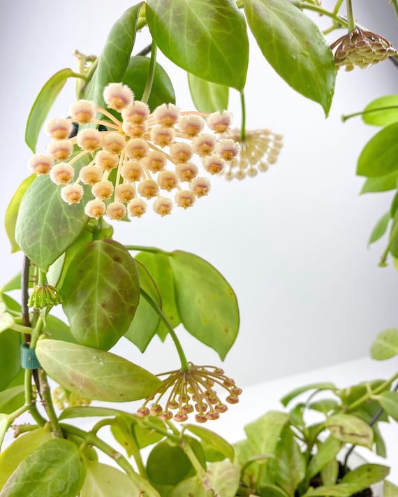 Hoya Obscura | Rare Hoya Plant - Etsy 日本