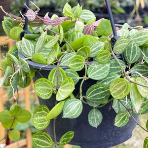 Dischidia Watermelon | Dischidia Ovata | RARE