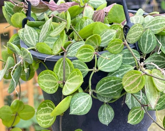 Dischidia Watermelon | Dischidia Ovata | RARE