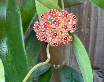 Hoya Meliflua | VERY RARE