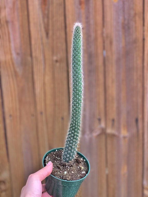 Rat Tail Cactus | Aporocactus Flagelliformis
