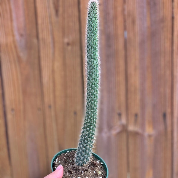 Rat Tail Cactus | Aporocactus Flagelliformis