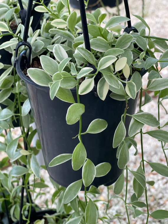 Dischidia Oiantha 'variegata' | RARE - Etsy