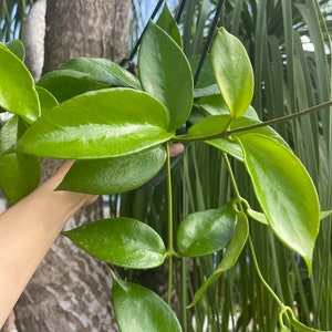 Hoya Benitotanii | Hoya Gigantanganensis | RARE Hoya Plant