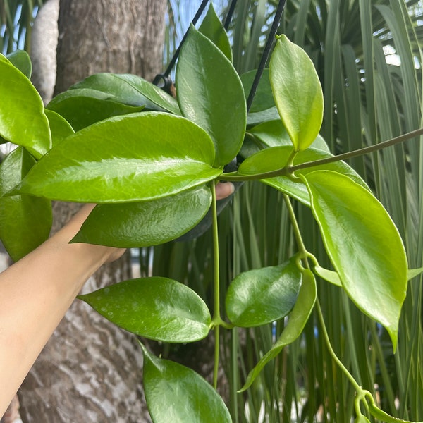 Hoya Gigantanganensis | Hoya Benitotanii | RARE Hoya Plant