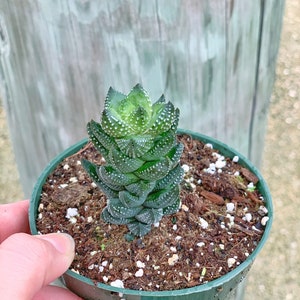 Haworthia Reinwardtii