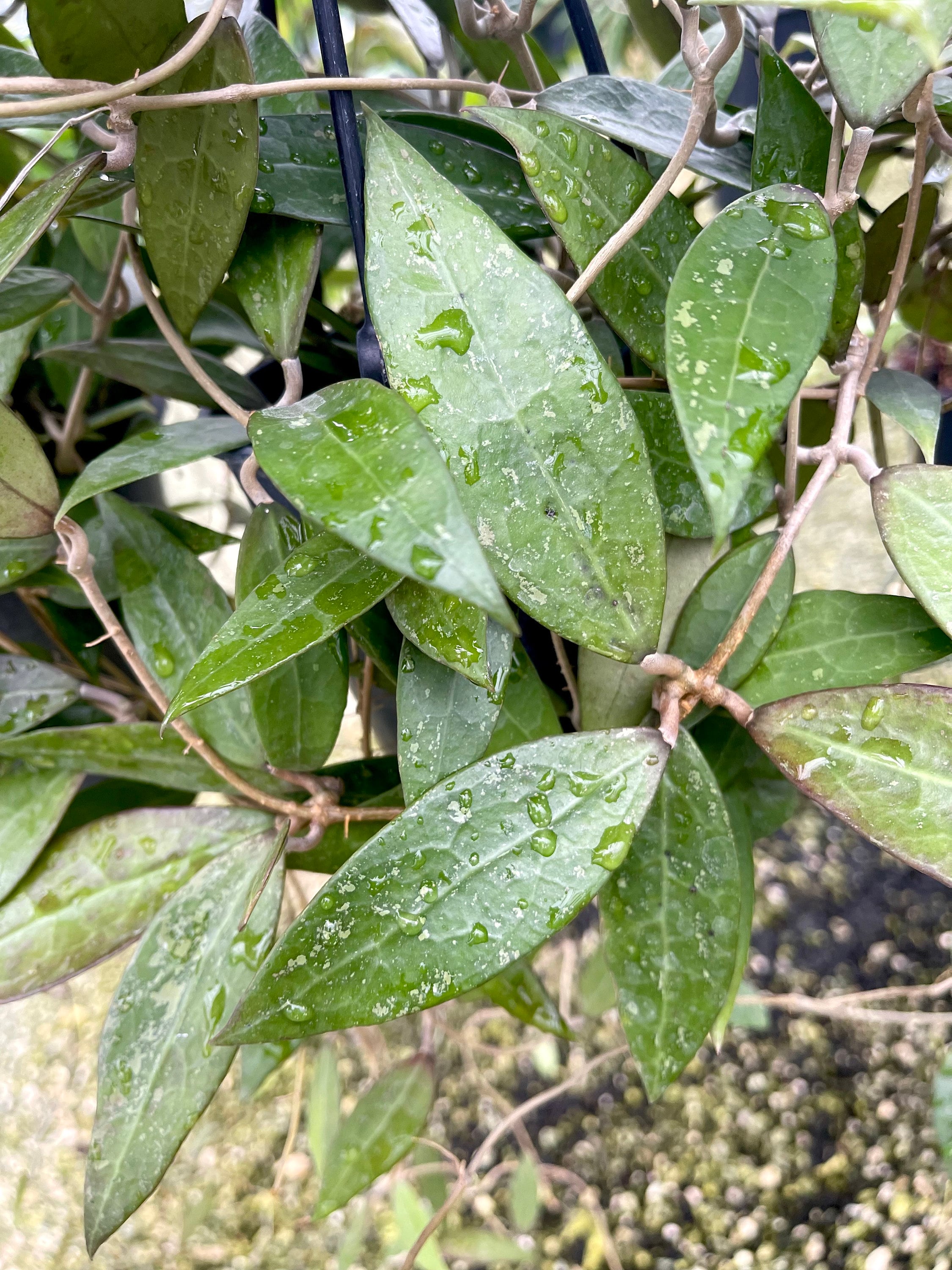 Hoya Pallida Sp. Bogor | Verticillata | RARE Hoya Plant - Etsy 日本