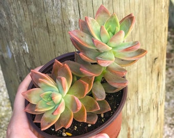 Graptosedum California Sunset l Succulent