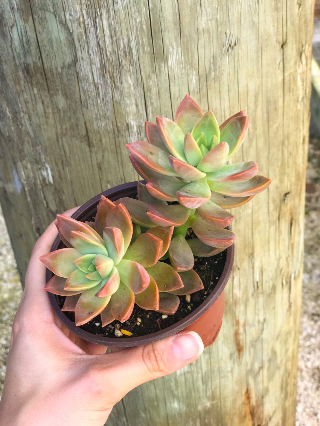 Graptosedum California Sunset L Succulent - Etsy Norway