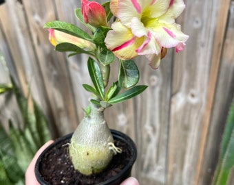 Desert Rose l Adenium Obesum