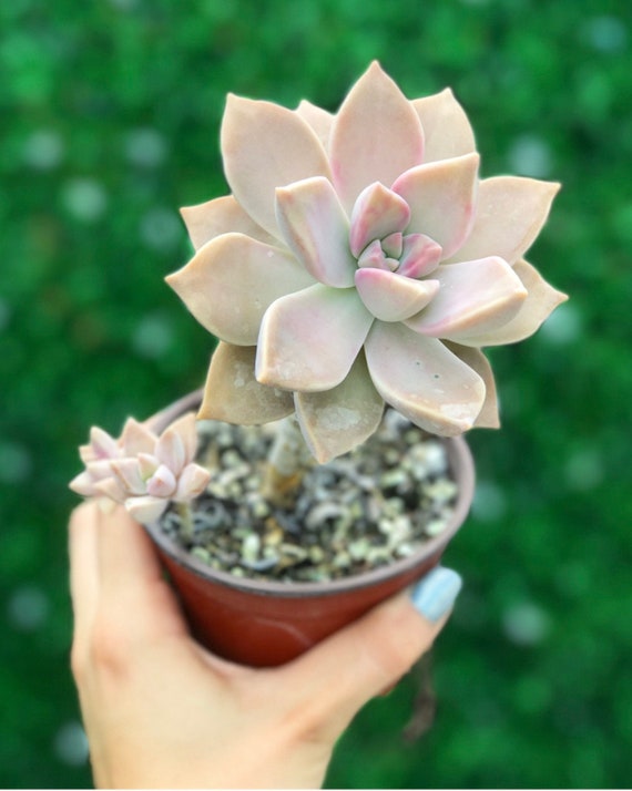 Blush Ghost Plant l Succulent