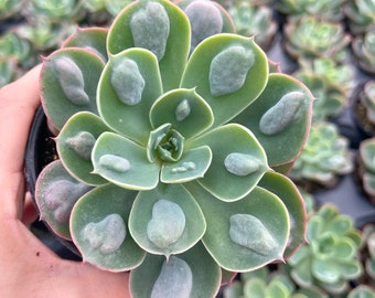 Rain Drops Echeveria | Rare Succulent Plant