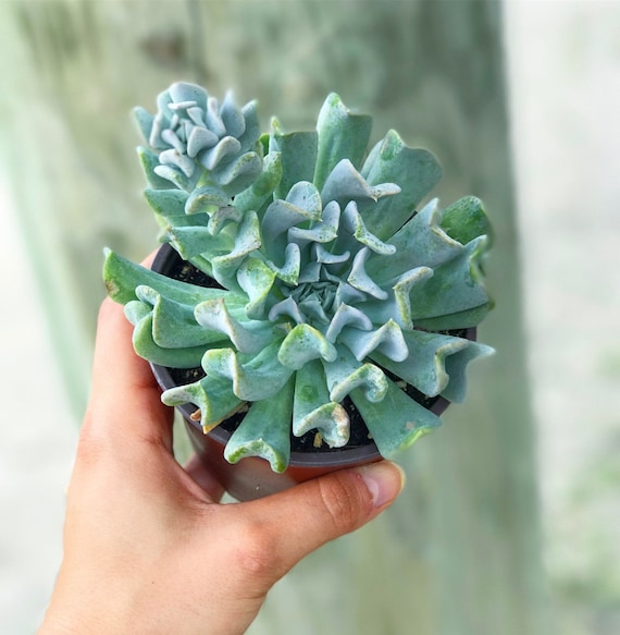 Echeveria Runyonii | Topsy Turvy L Succulent - Etsy