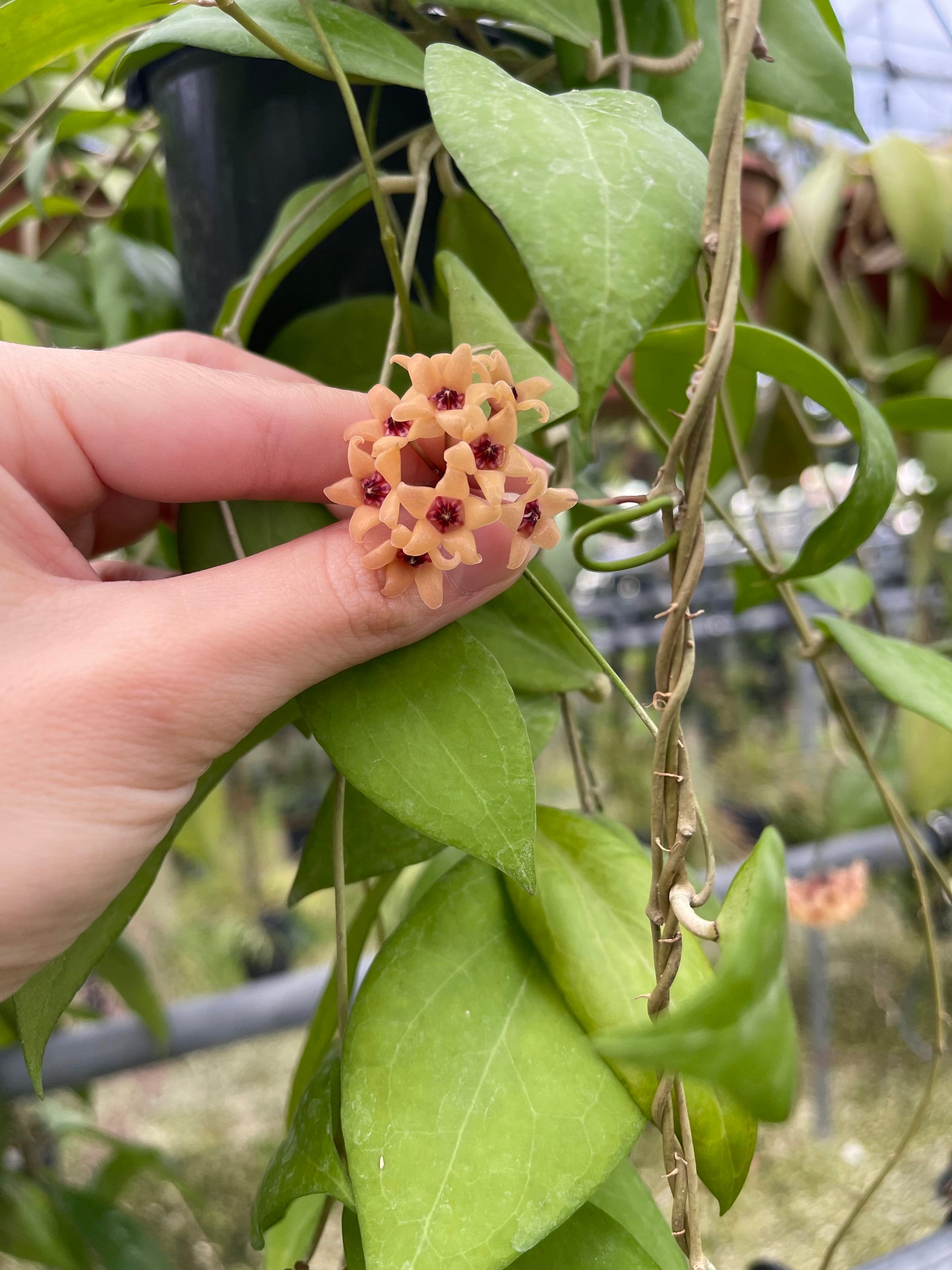 Hoya Cutis Porcelana | Rare Hoya Plant - Etsy