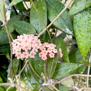 Hoya Pallida Sp. Bogor | Verticillata | RARE Hoya Plant